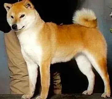 Shiba Inu Puppies breeder image 10