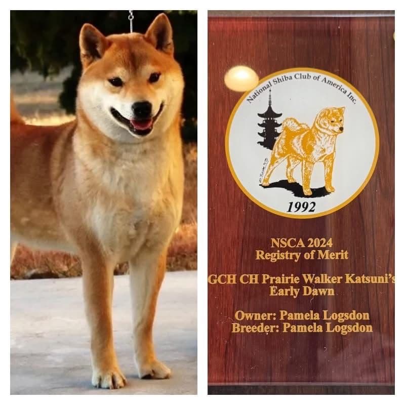 Shiba Inu Puppies breeder image 11