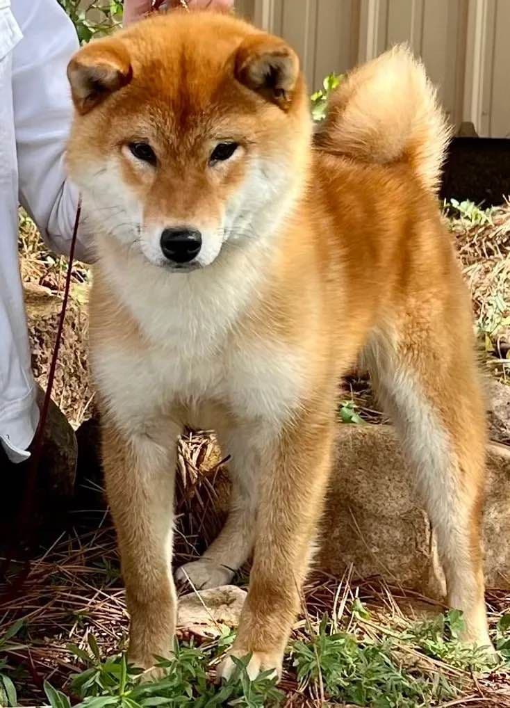 Shiba Inu Puppies breeder image 12