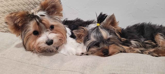 Yorkshire Terrier Puppies media 2