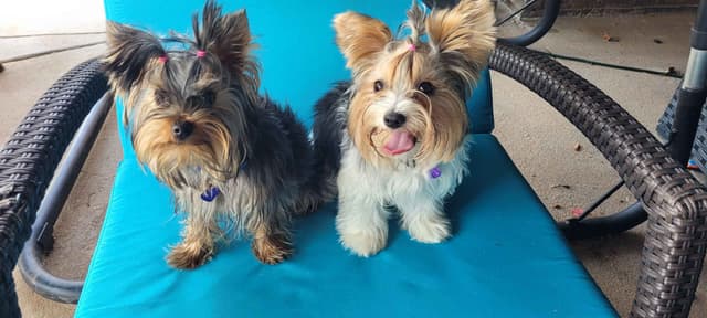 Yorkshire Terrier Puppies media 3