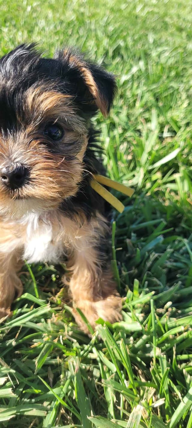Yorkshire Terrier Puppies media 5