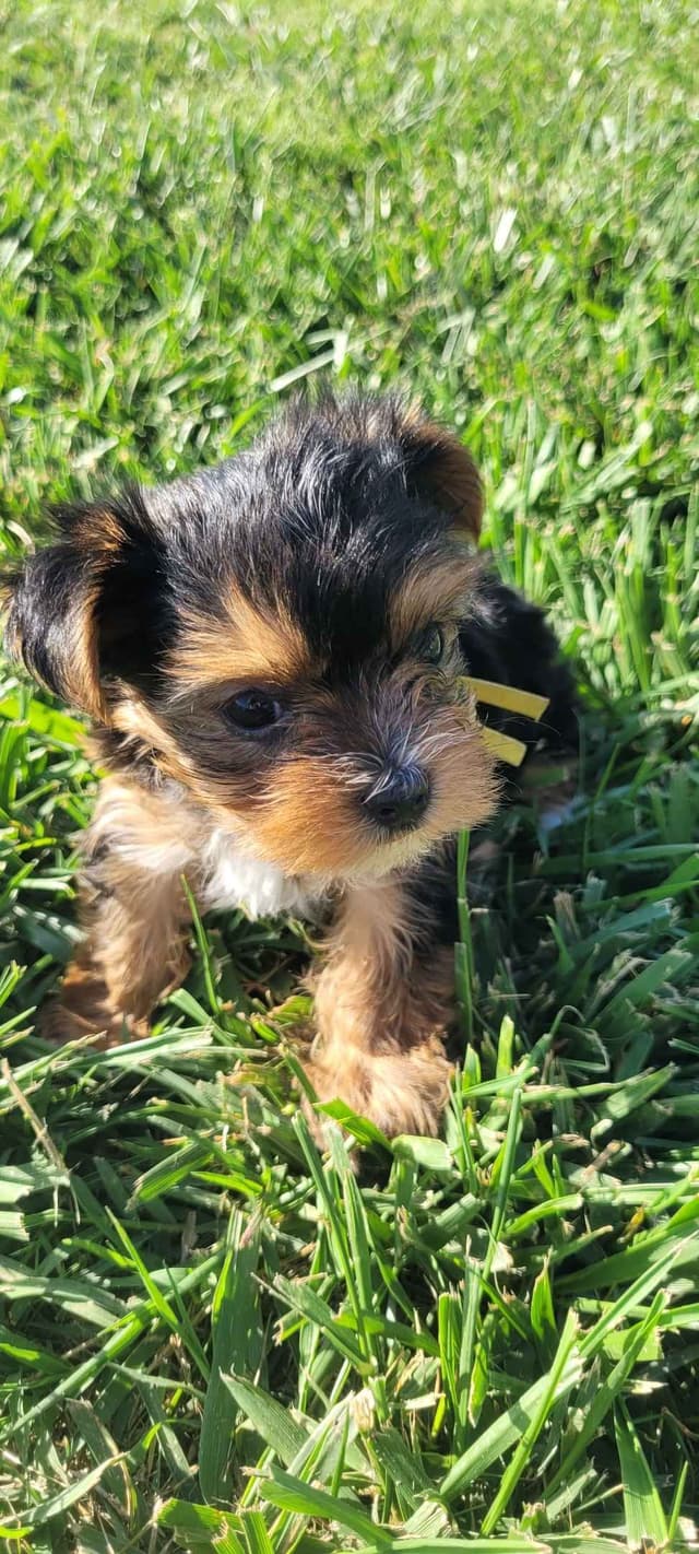 Yorkshire Terrier Puppies media 4
