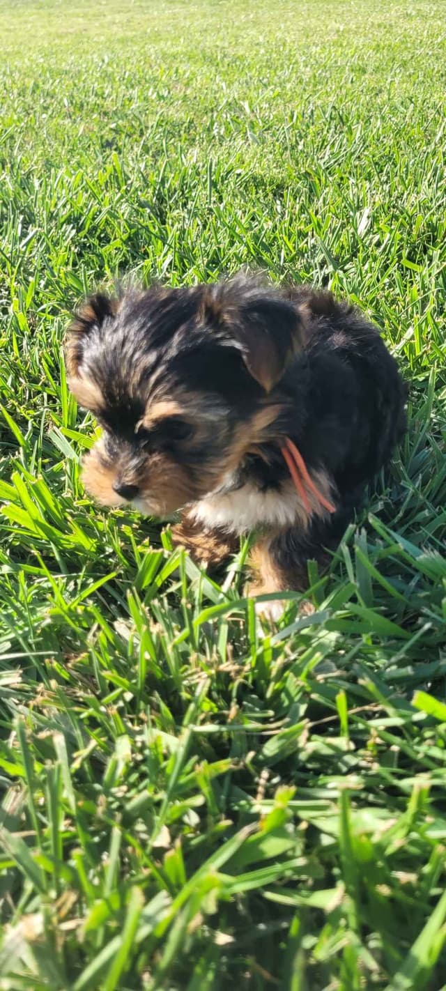 Yorkshire Terrier Puppies media 6