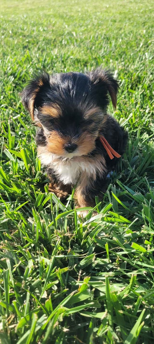 Yorkshire Terrier Puppies media 7