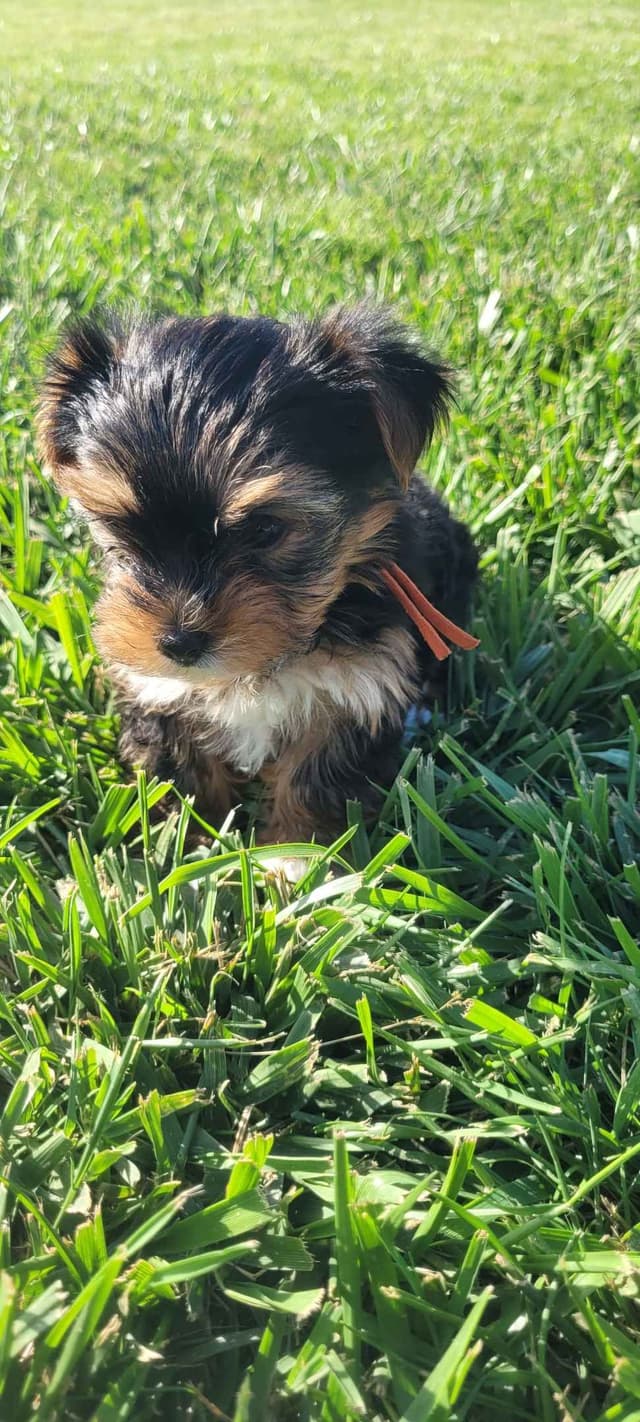 Yorkshire Terrier Puppies media 8