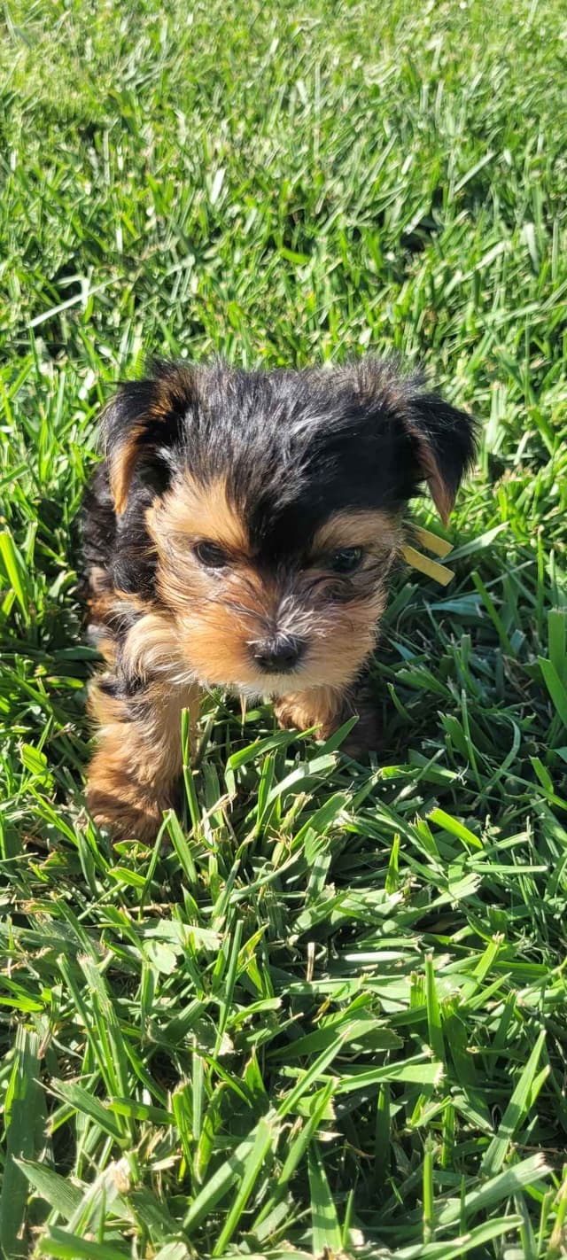 Yorkshire Terrier Puppies media 9