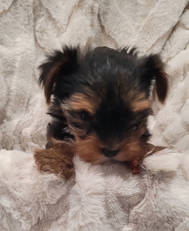 Yorkshire Terrier Puppies media 10