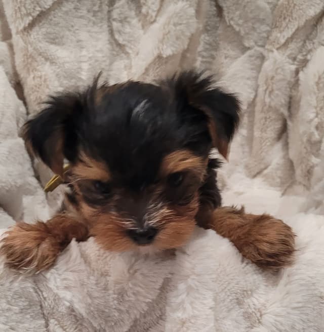 Yorkshire Terrier Puppies media 12
