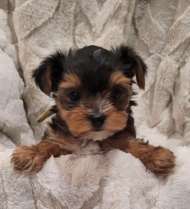 Yorkshire Terrier Puppies media 13