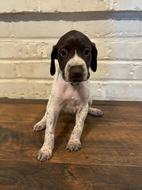 German Shorthaired Pointer Puppies breeder image 3