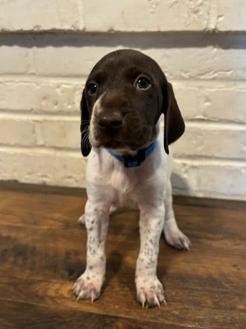 German Shorthaired Pointer Puppies breeder image 4