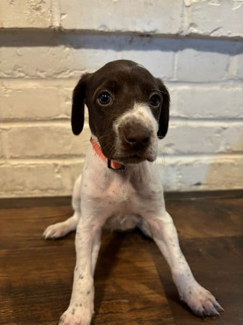 German Shorthaired Pointer Puppies breeder image 5