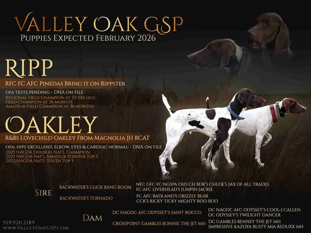 German Shorthaired Pointer Puppies media 4
