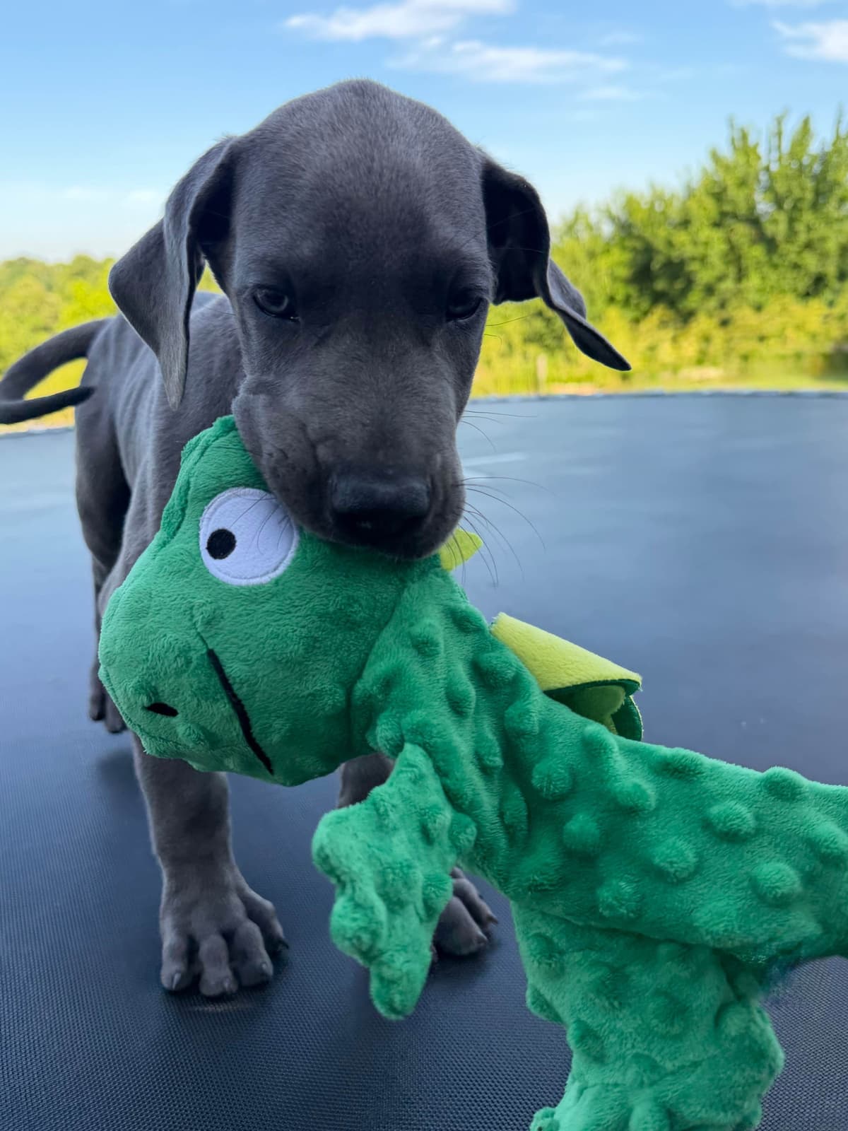 Great Dane Puppies breeder image 1