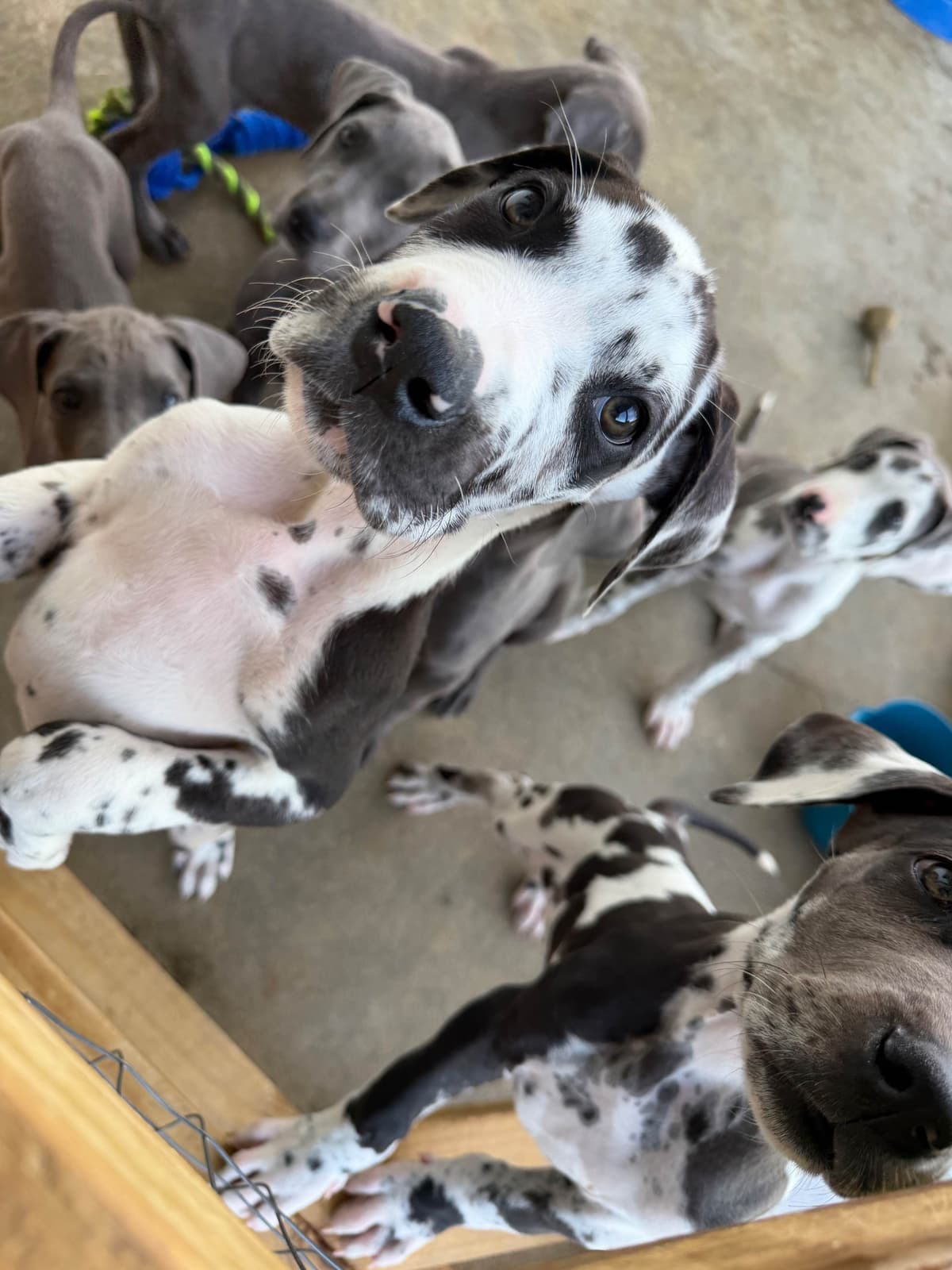 Great Dane Puppies breeder image 2
