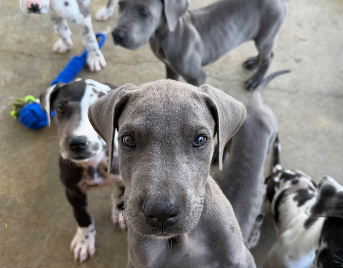 Great Dane Puppies breeder image 3