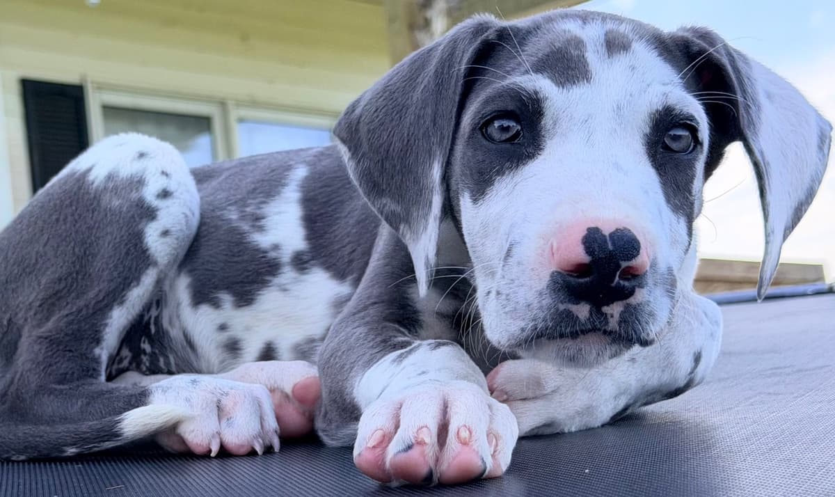 Great Dane Puppies breeder image 4