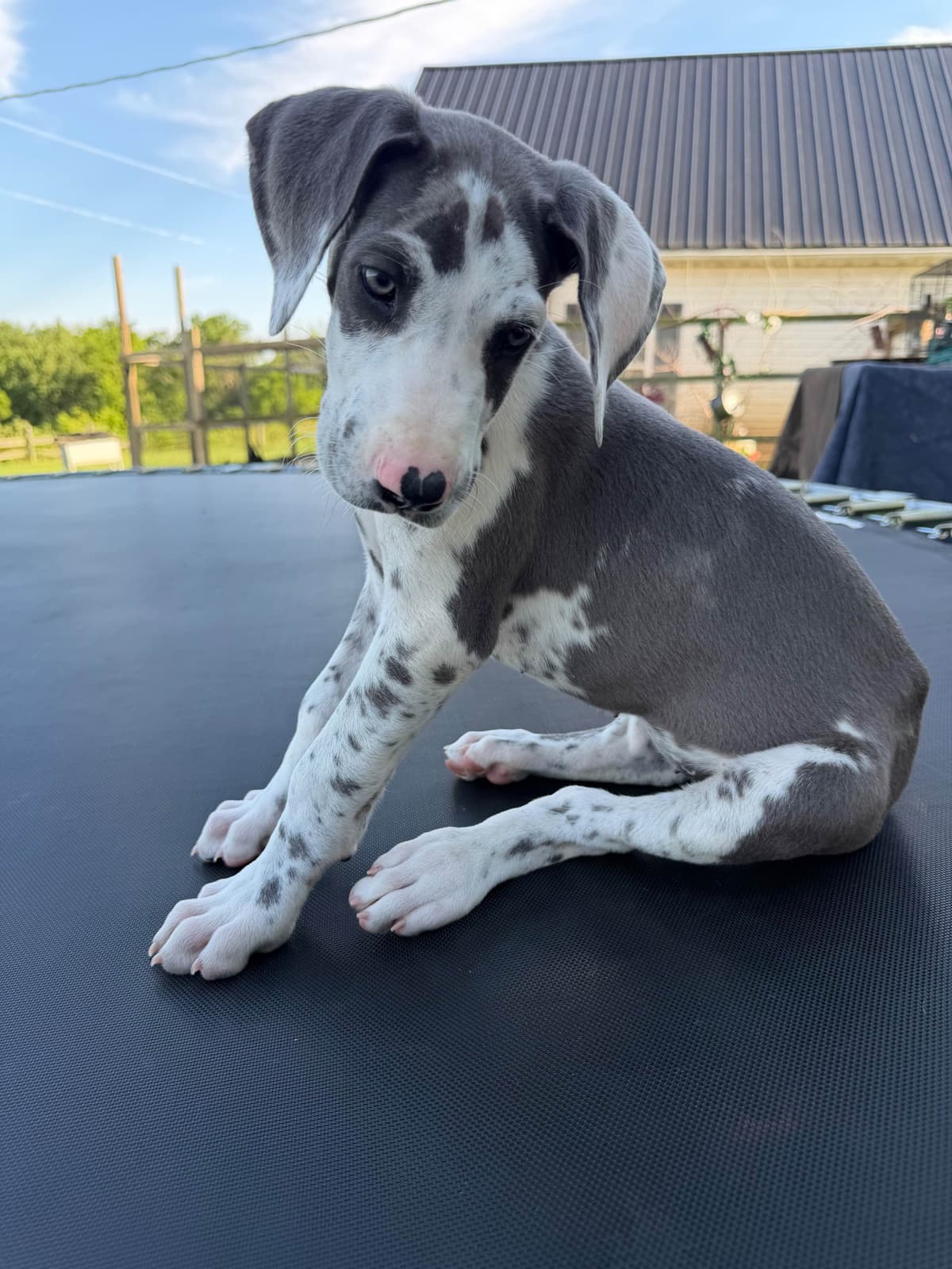 Great Dane Puppies breeder image 7
