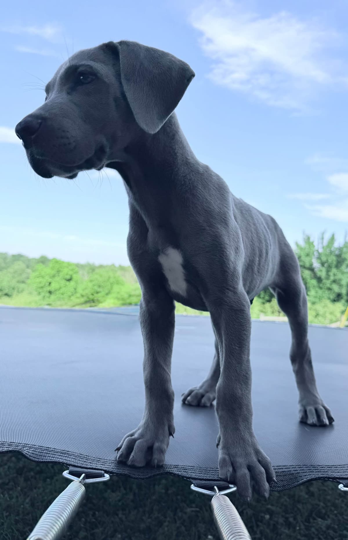 Great Dane Puppies breeder image 8