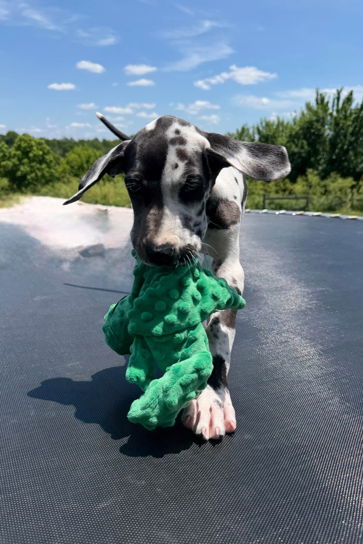 Great Dane Puppies breeder image 10
