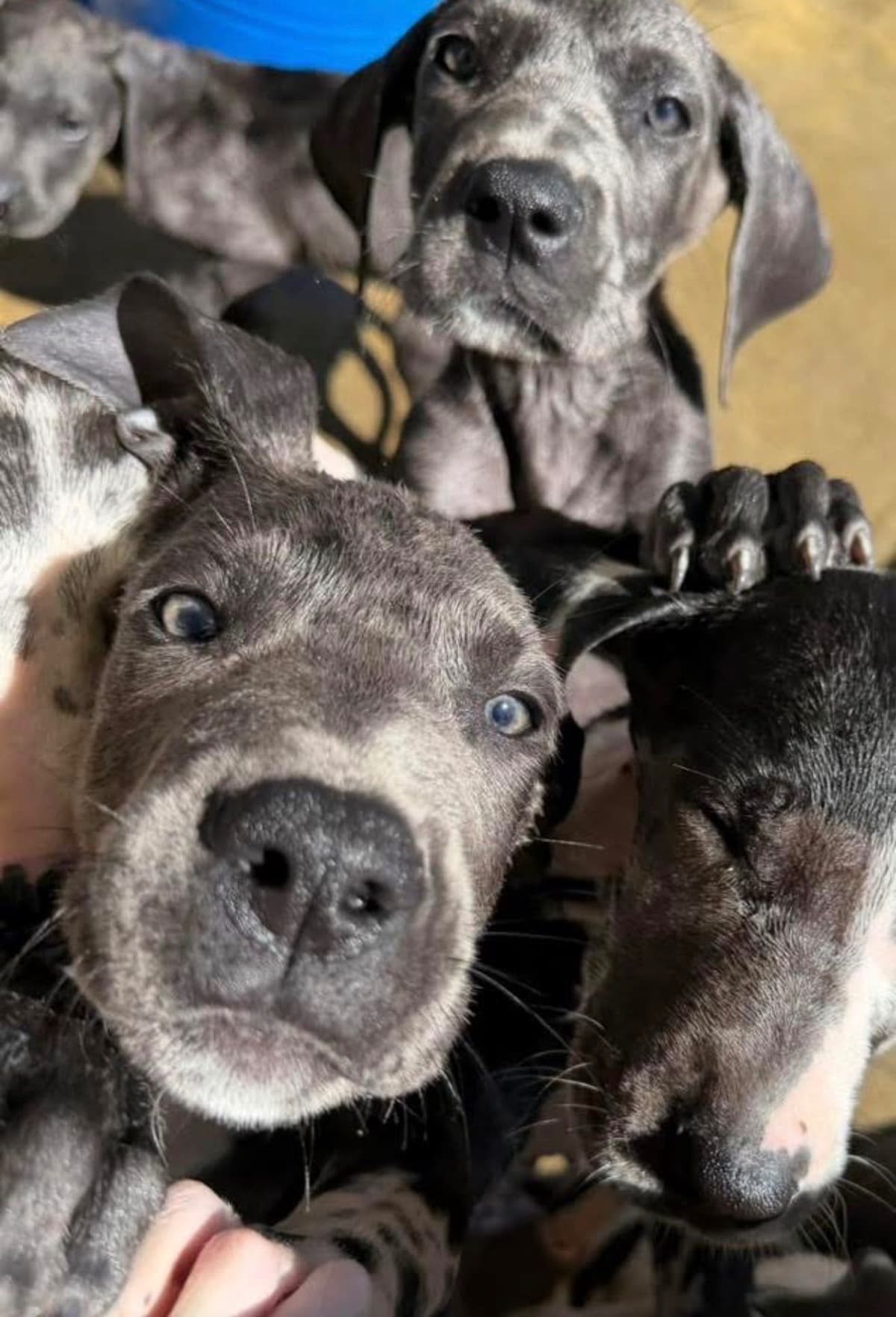 Great Dane Puppies breeder image 11