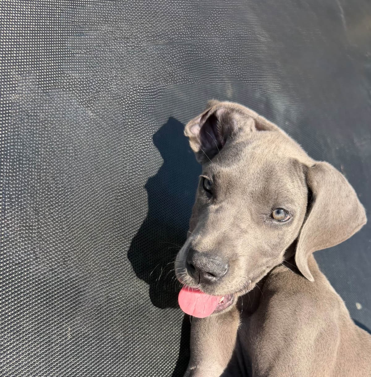 Great Dane Puppies breeder image 12