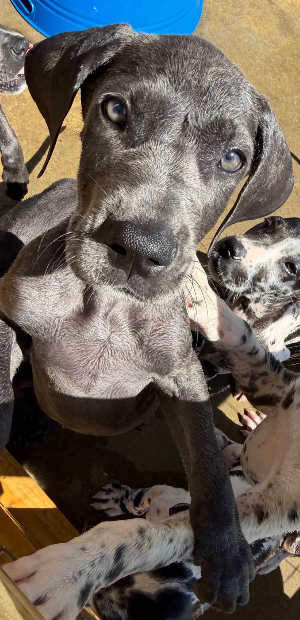 Great Dane Puppies breeder image 13