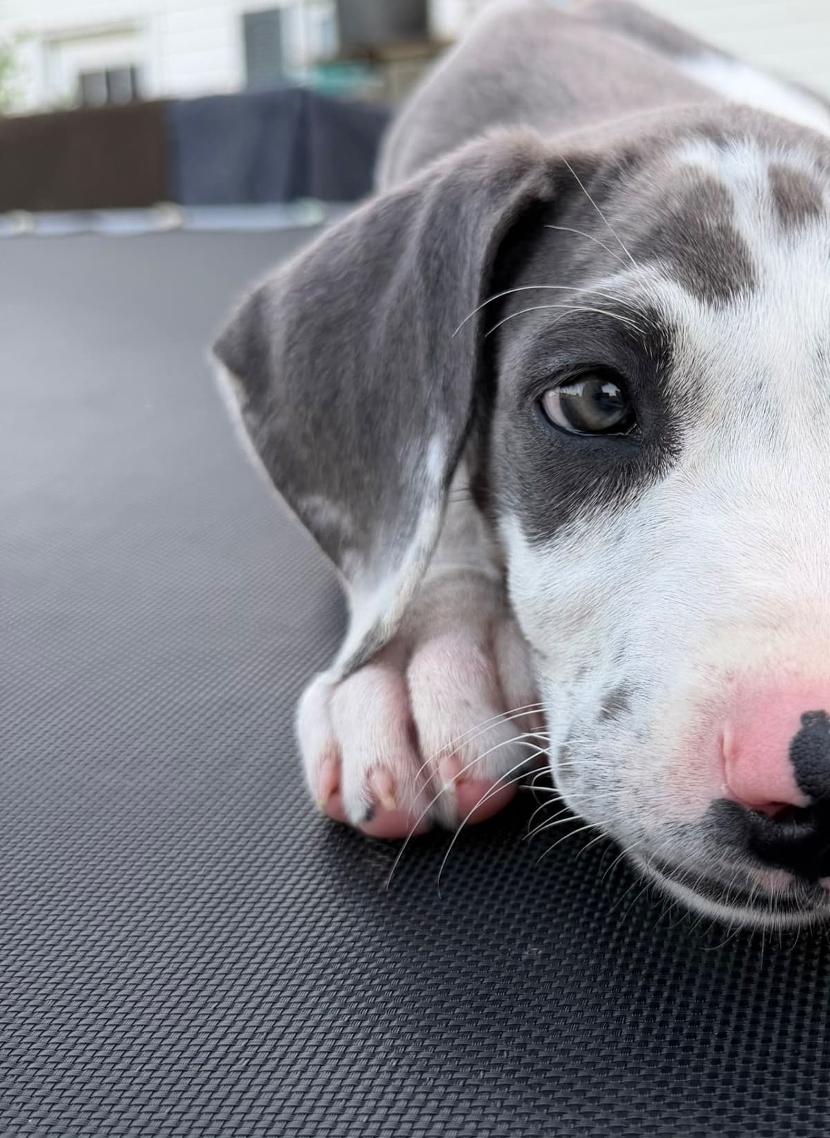 Great Dane Puppies breeder image 14