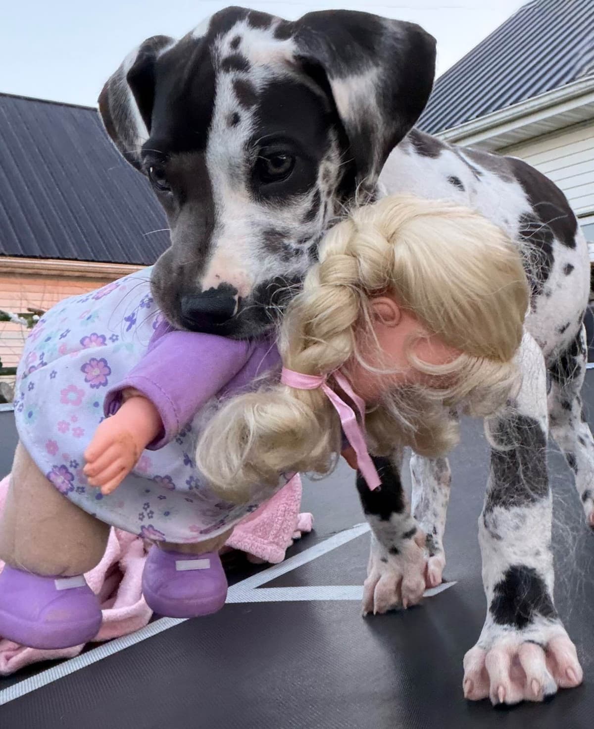 Great Dane Puppies breeder image 15
