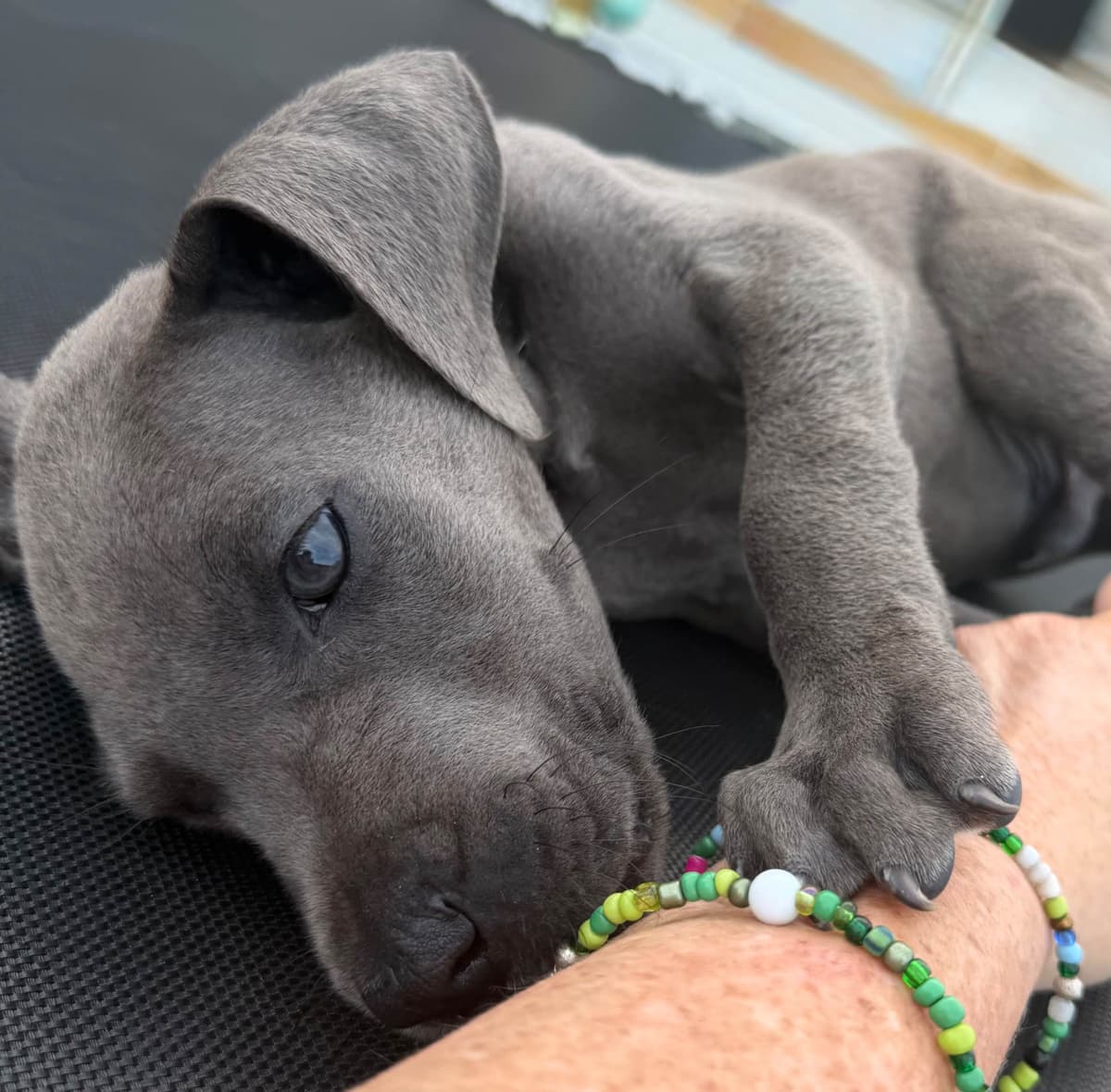 Great Dane Puppies breeder image 16