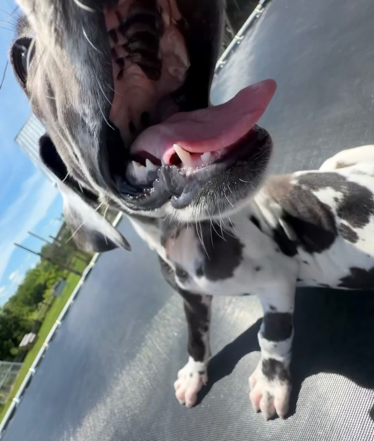Great Dane Puppies breeder image 18