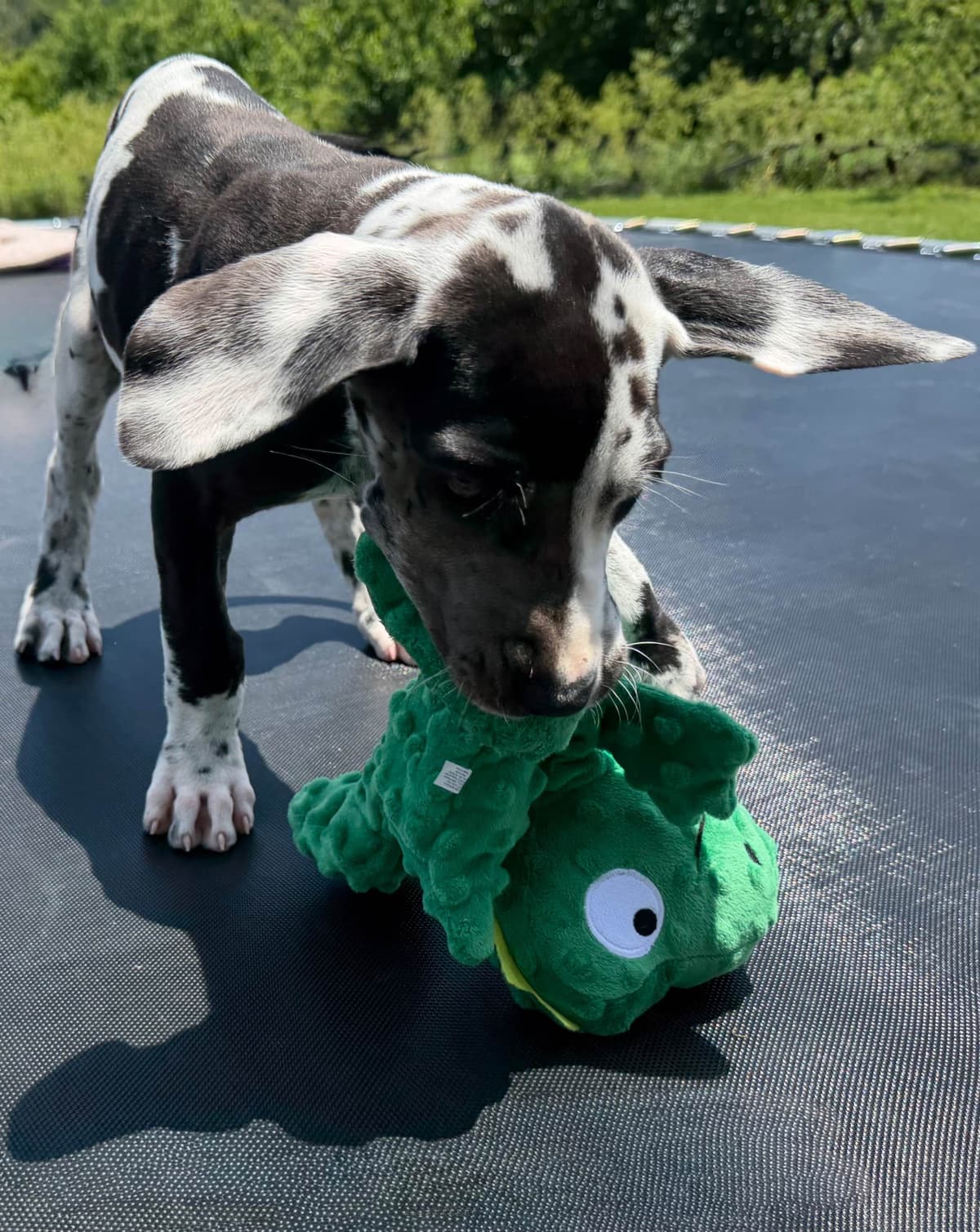 Great Dane Puppies breeder image 19
