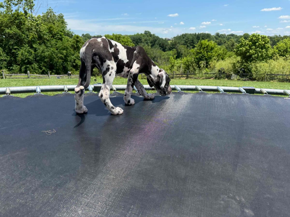 Great Dane Puppies breeder image 20