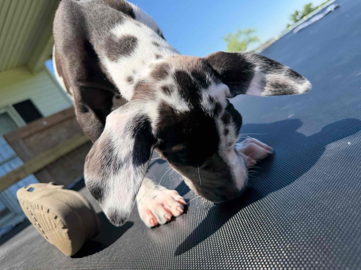 Great Dane Puppies breeder image 21