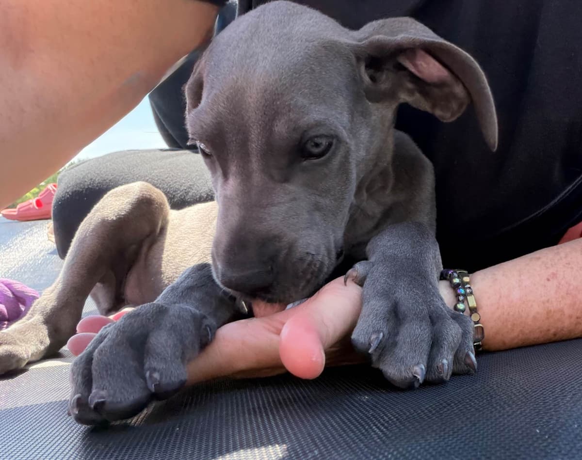 Great Dane Puppies breeder image 22