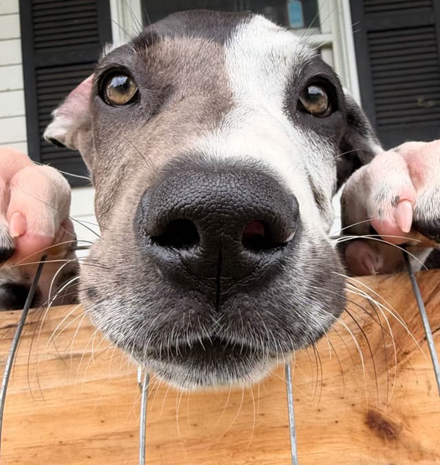 Great Dane Puppies media 4