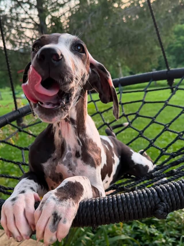 Great Dane Puppies media 5