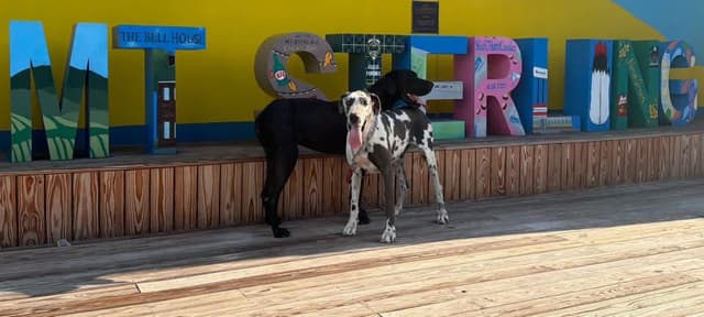 Great Dane Puppies media 6