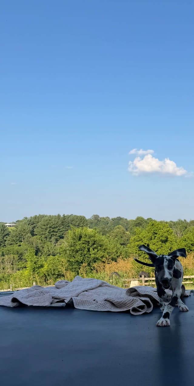 Great Dane Puppies media 8