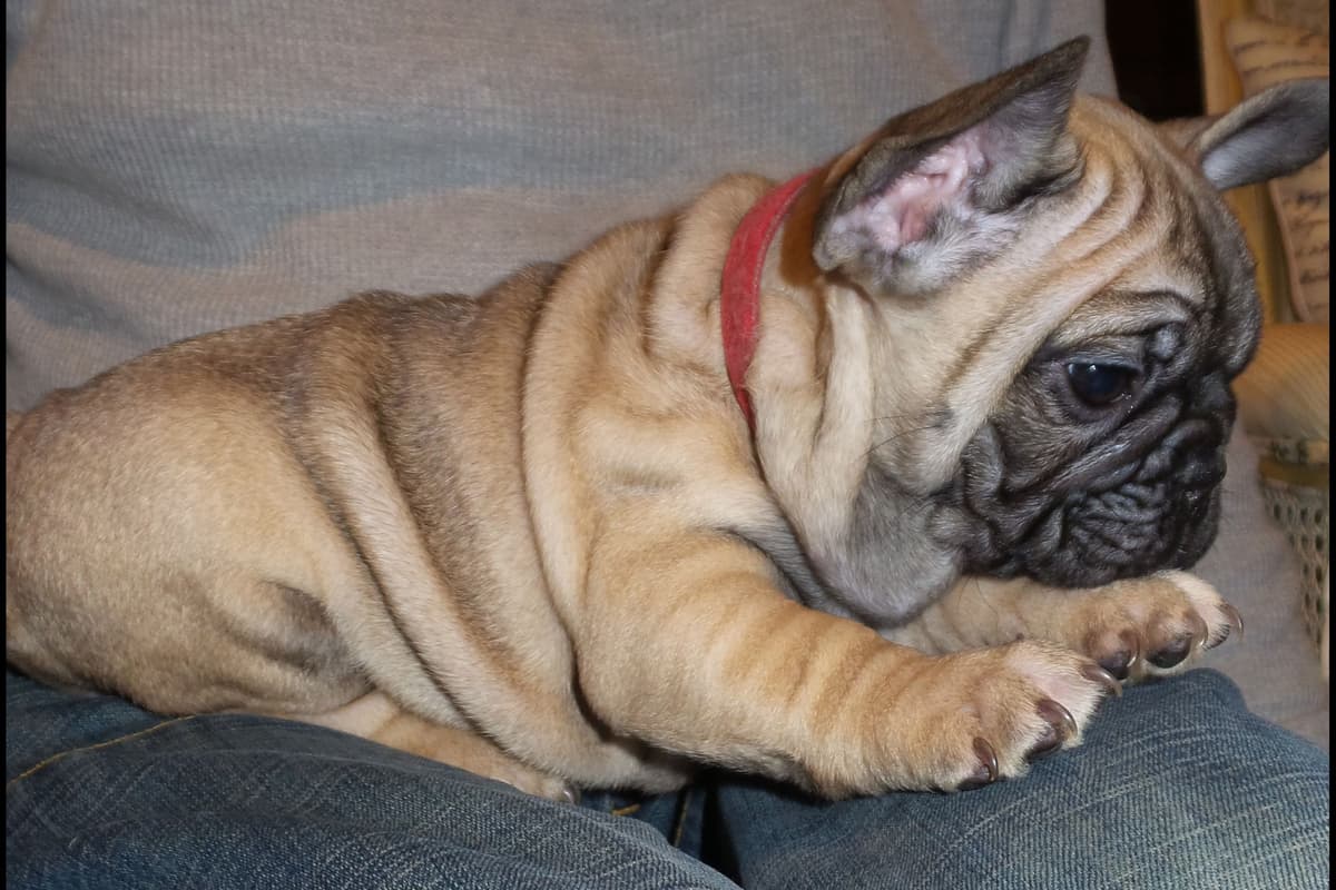 French Bulldog Puppies breeder image 14