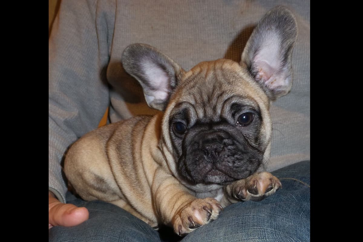 French Bulldog Puppies breeder image 13