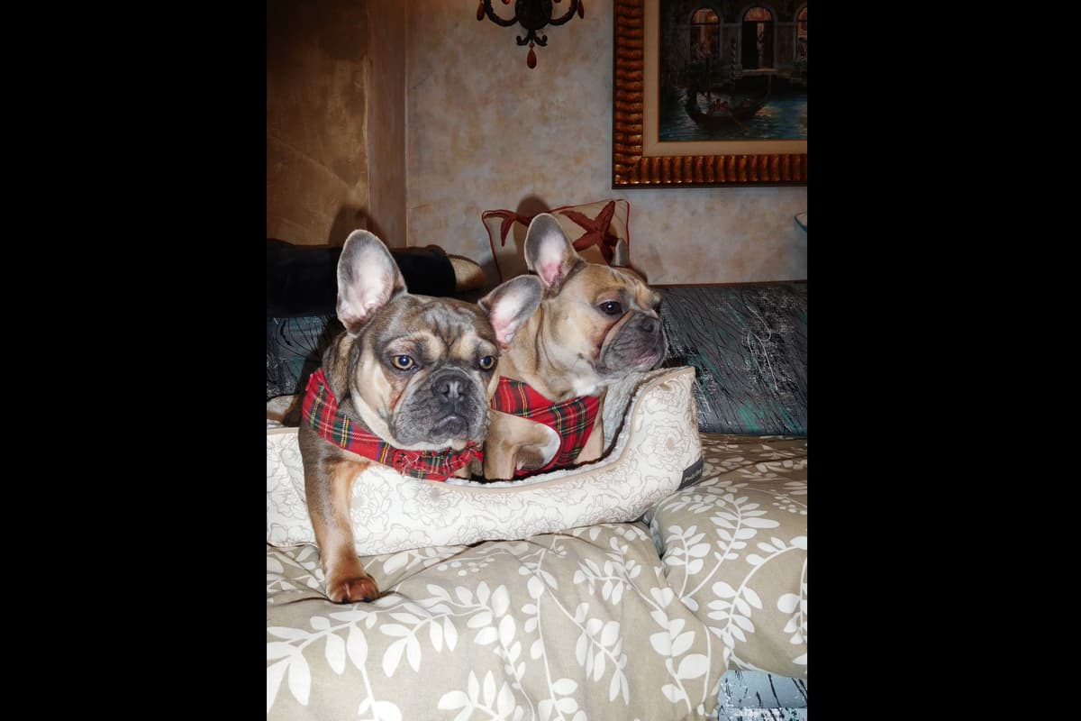 French Bulldog Puppies breeder image 12