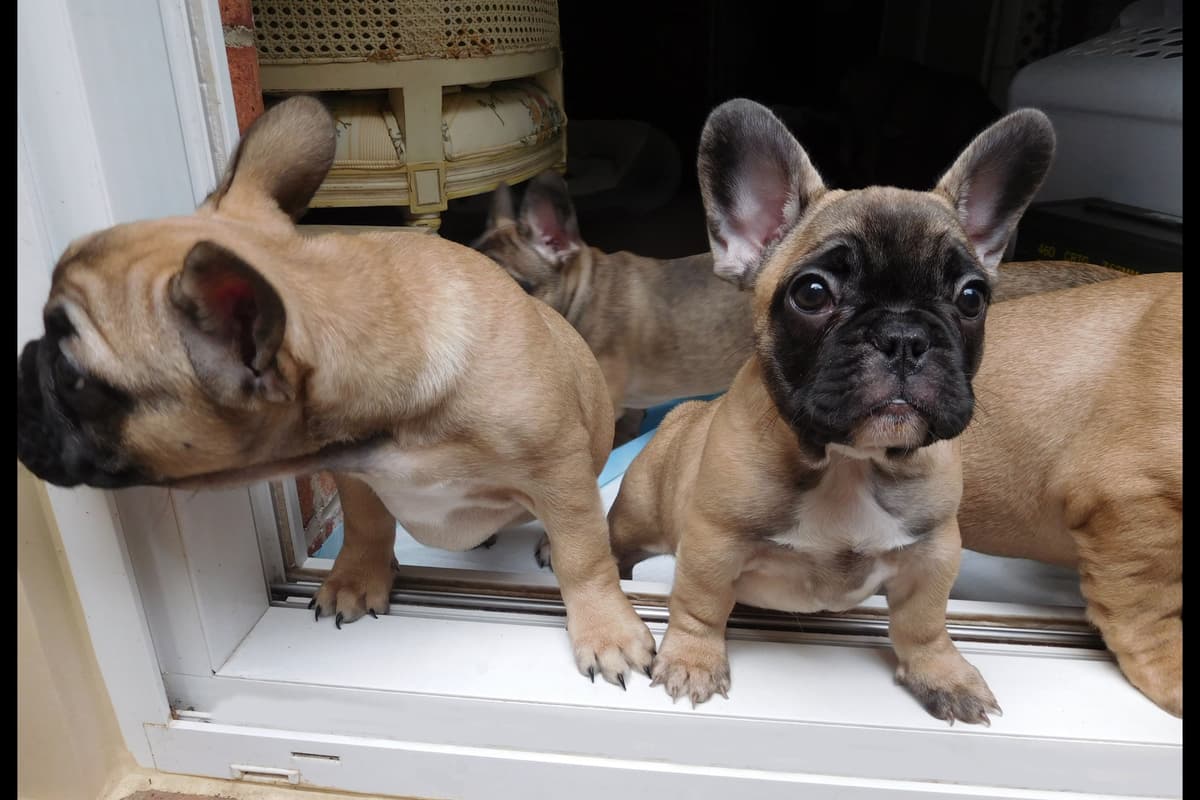 French Bulldog Puppies breeder image 11