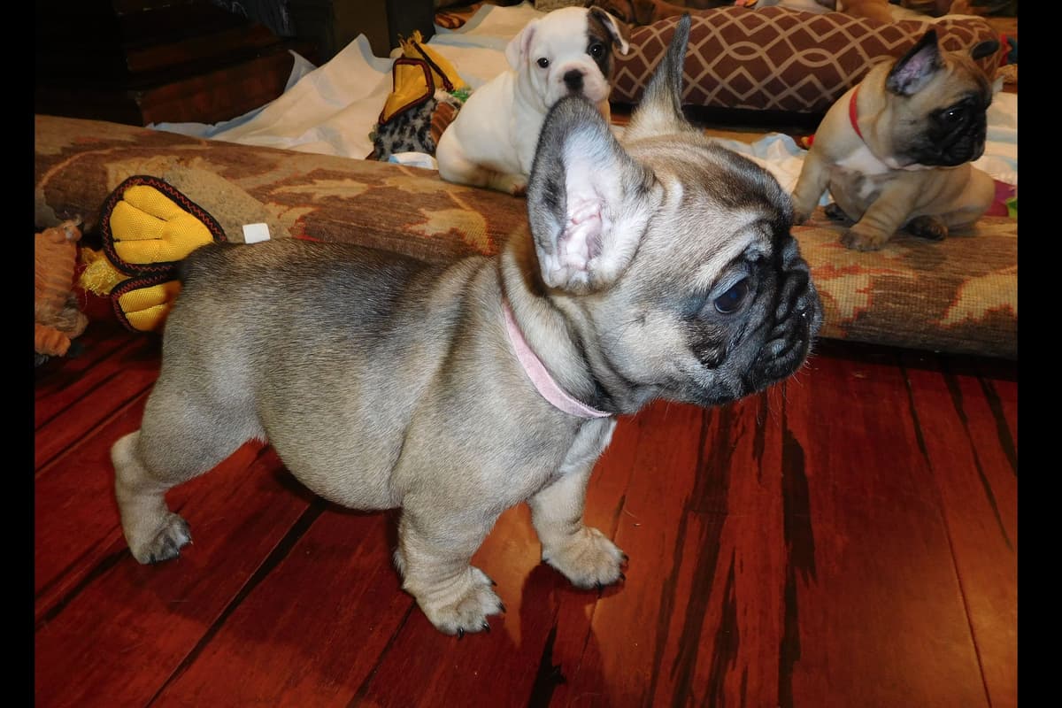 French Bulldog Puppies breeder image 10