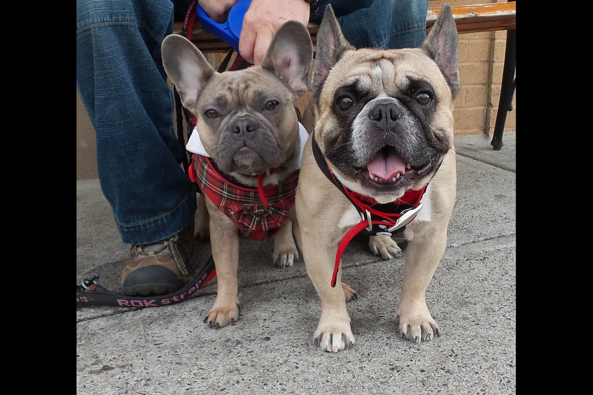 French Bulldog Puppies breeder image 9