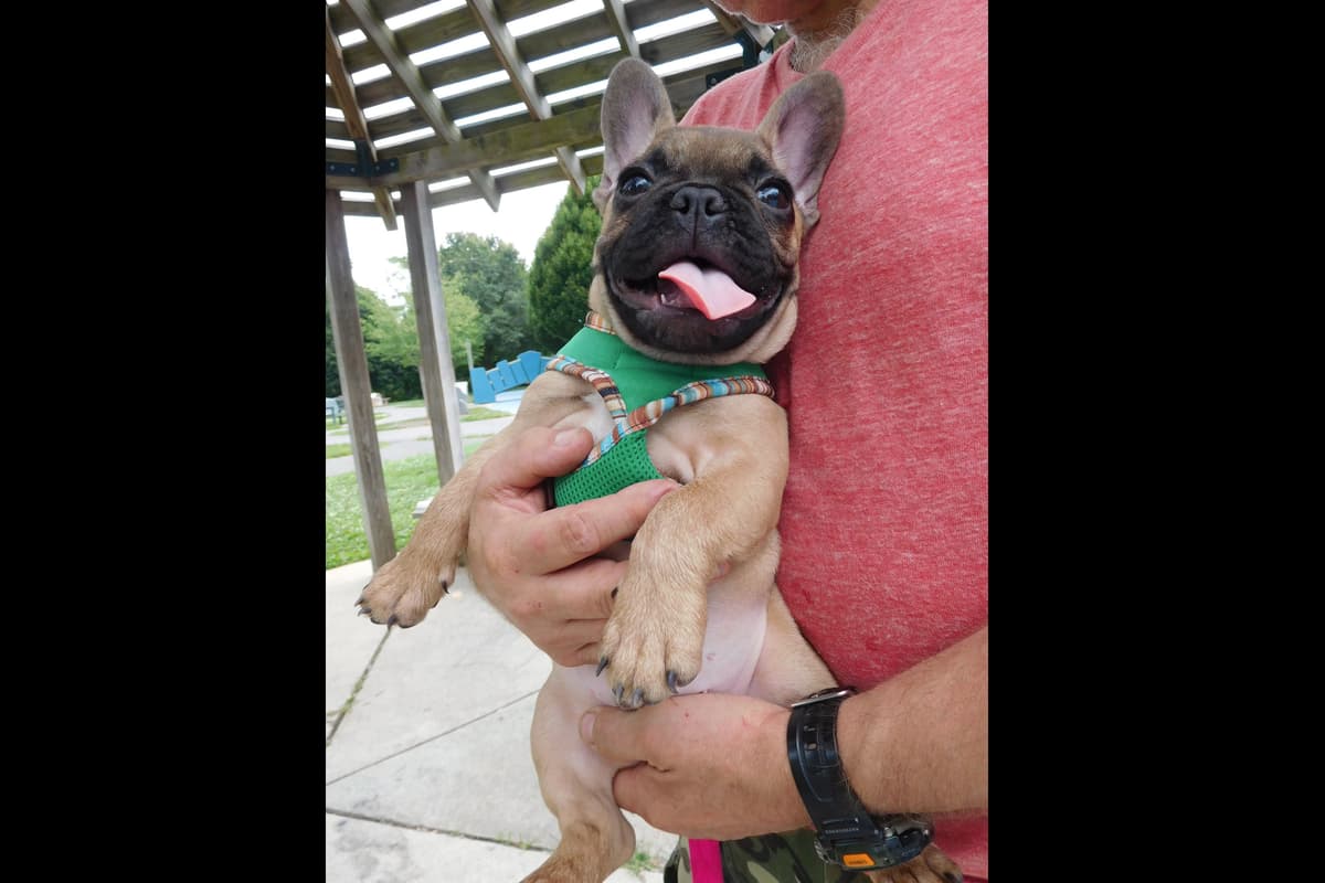 French Bulldog Puppies breeder image 8