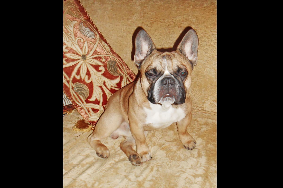 French Bulldog Puppies breeder image 7
