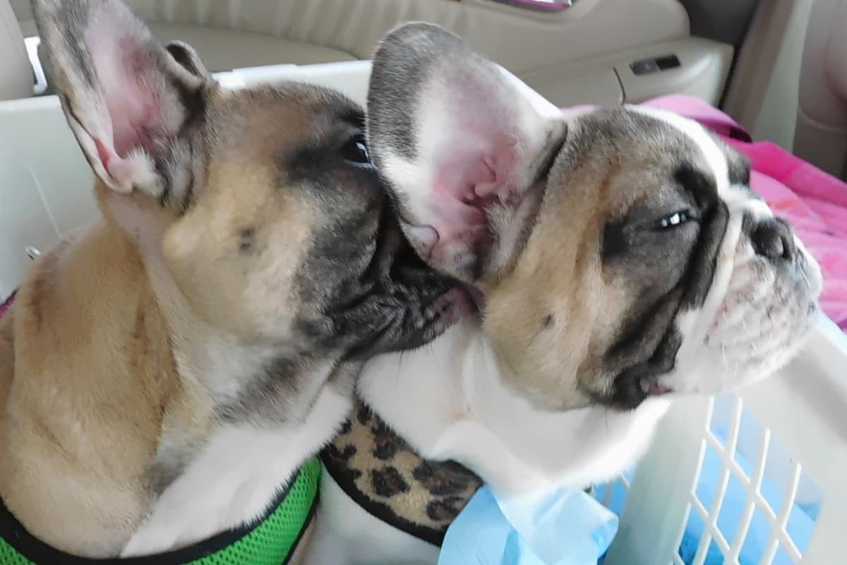 French Bulldog Puppies breeder image 6