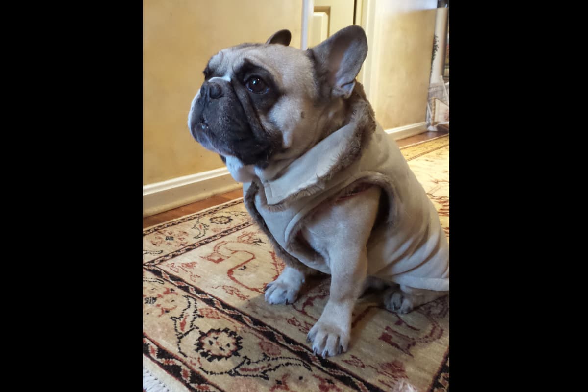 French Bulldog Puppies breeder image 2